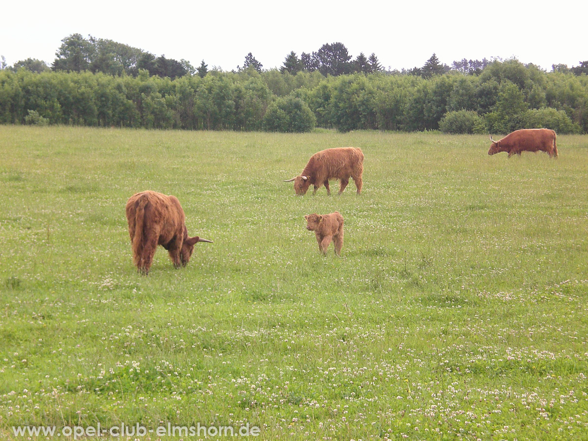 Gelsted-2007-0062-Kuehe-mit-Kalb