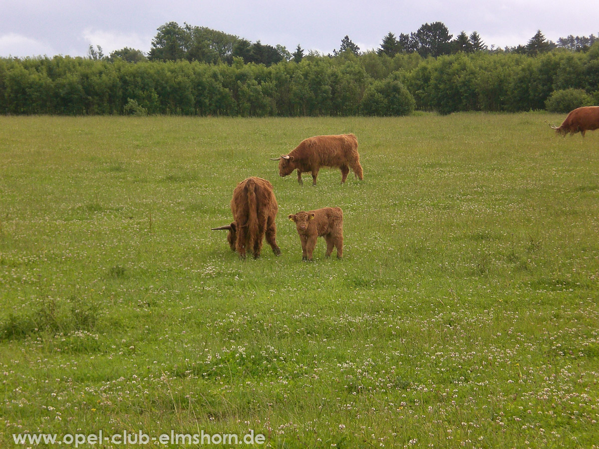 Gelsted-2007-0064-Kuehe-mit-Kalb