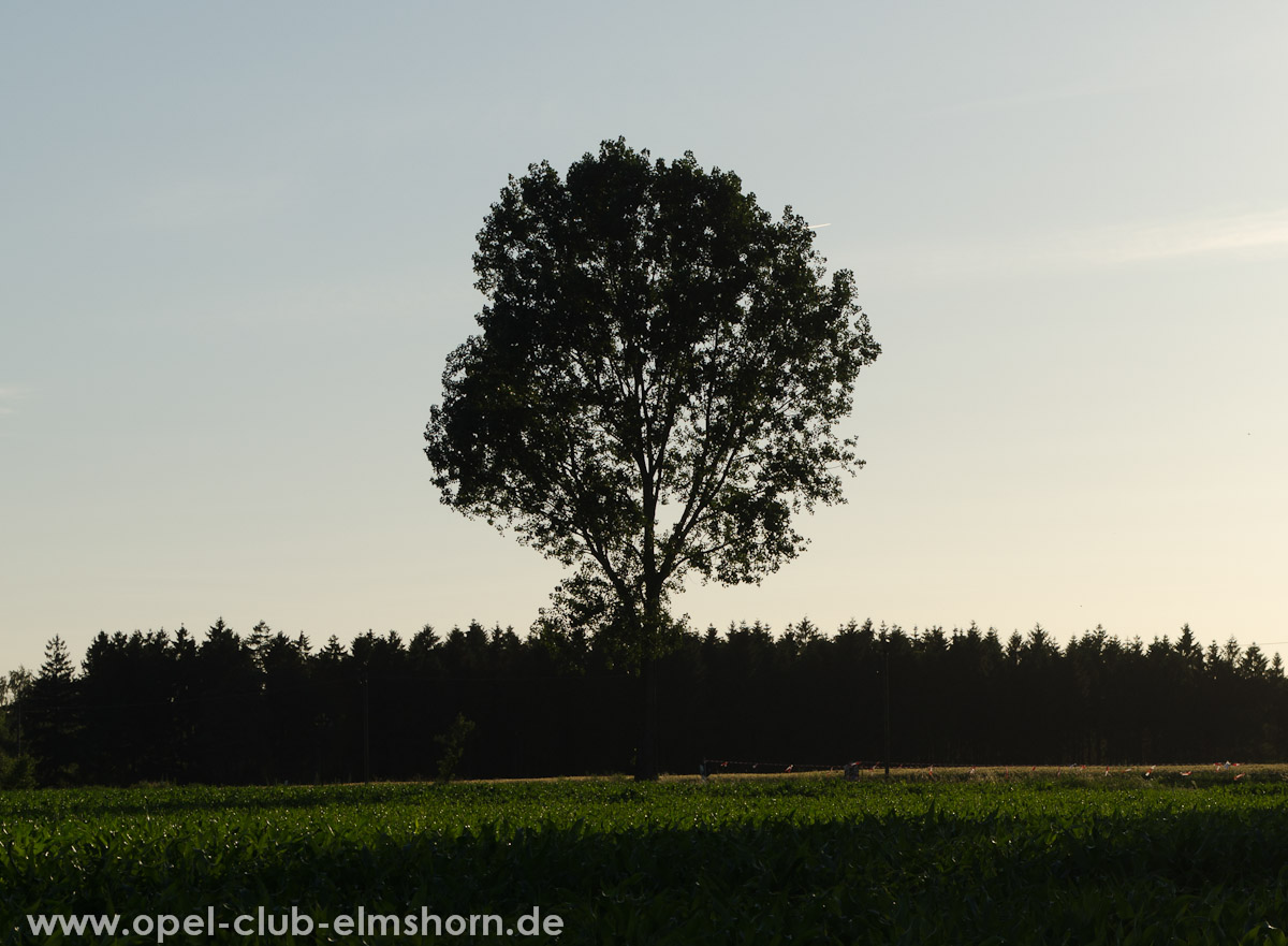 Hasenmoor-2013-0022-Die-Sonne-verschwindet-hinter-den-Baeumen