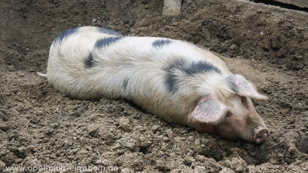 Rosengarten-2014-0013-Schwein