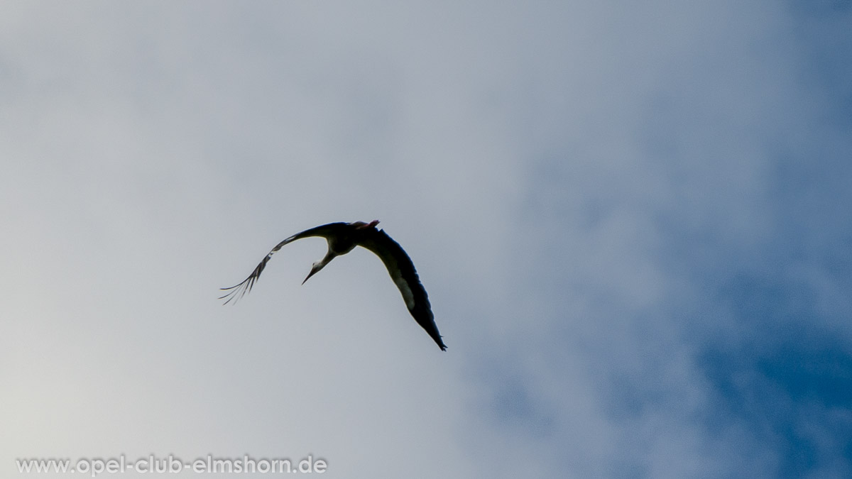 Hasenmoor-2014-0014-Storch-im-ueberflug